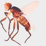 Sepsidae-000201-nigripes