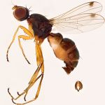 Sepsidae-000250-luteipes