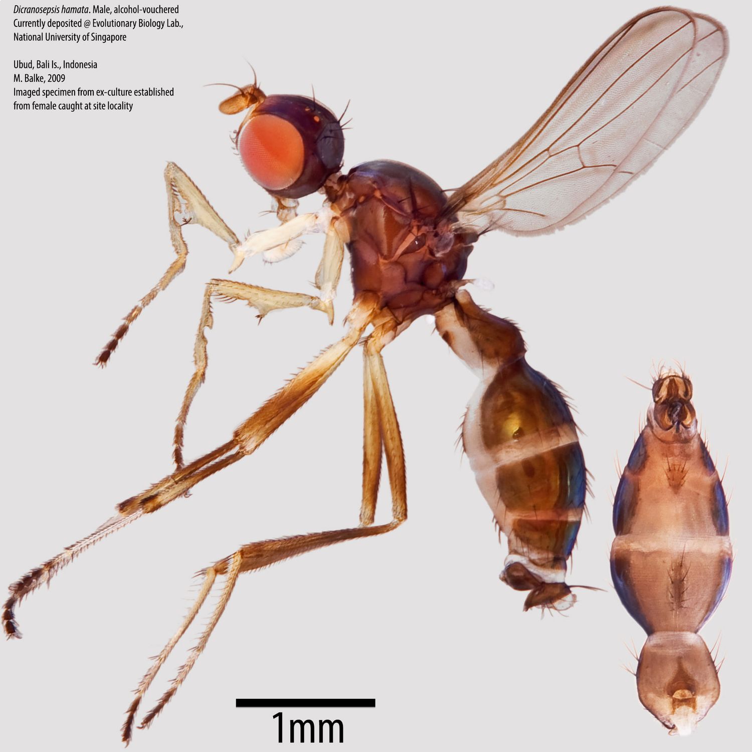 Specimen Photo Medium Resolution