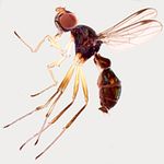 Sepsidae-000051-distincta