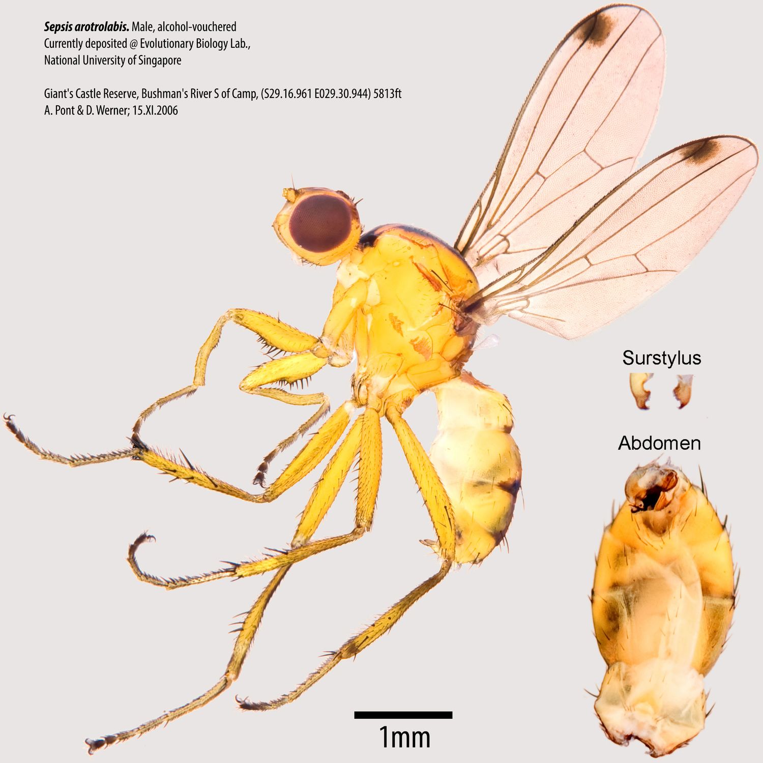 Specimen Photo Medium Resolution