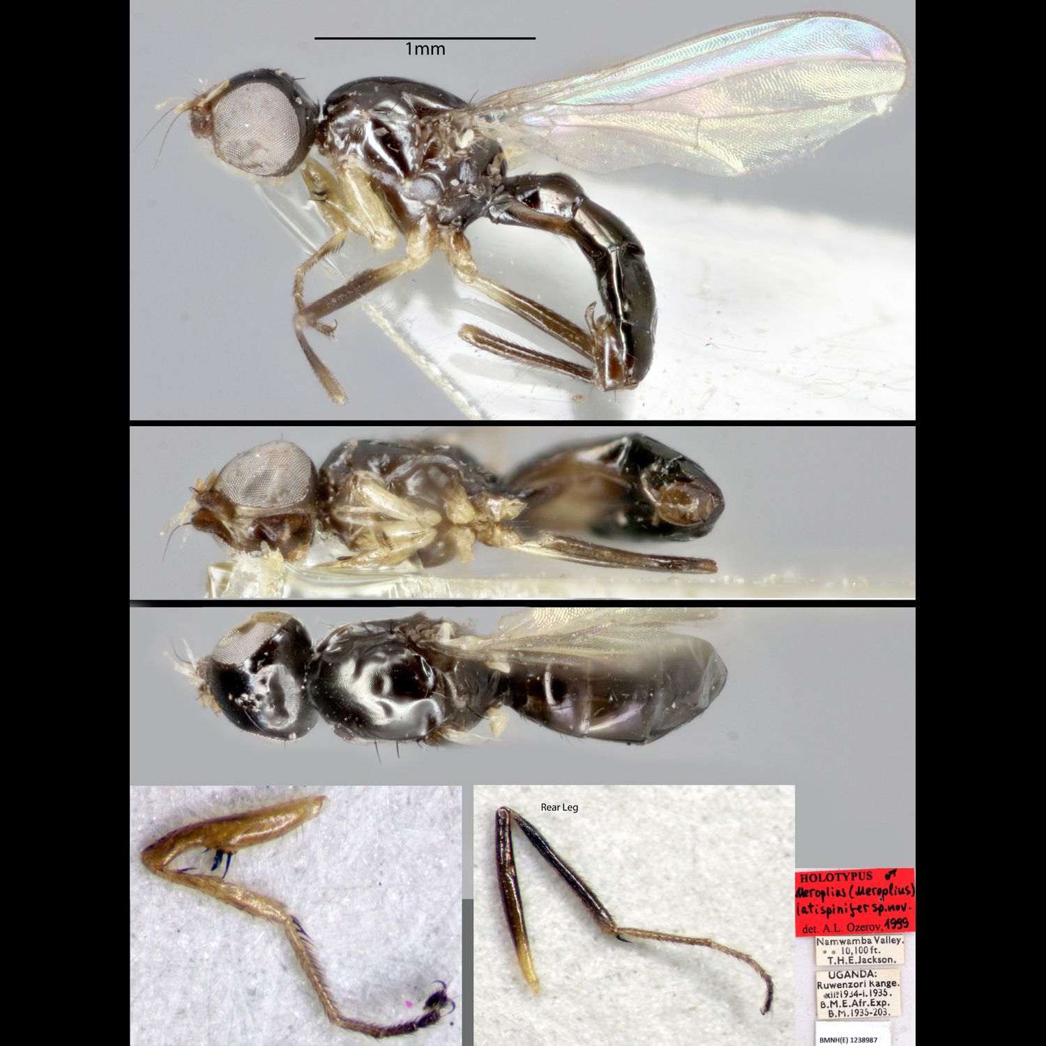 Specimen Photo Medium Resolution