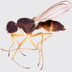 Sepsidae-000082-unipilosa