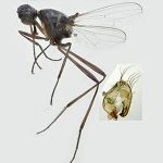 Sepsidae-000176-glabra