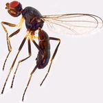 Sepsidae-000301-gracilis