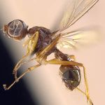 Sepsidae-000052-dudai