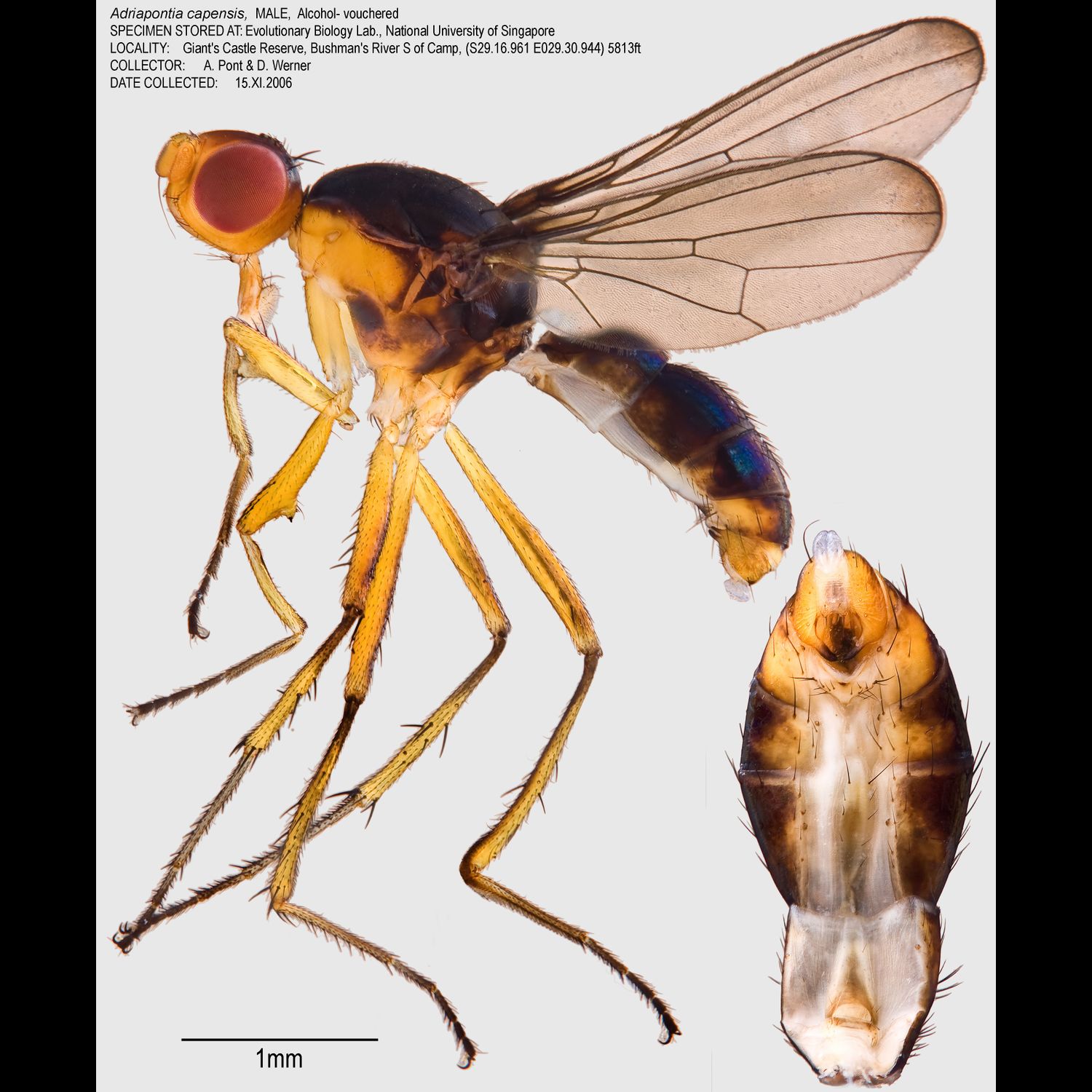 Specimen Photo Medium Resolution