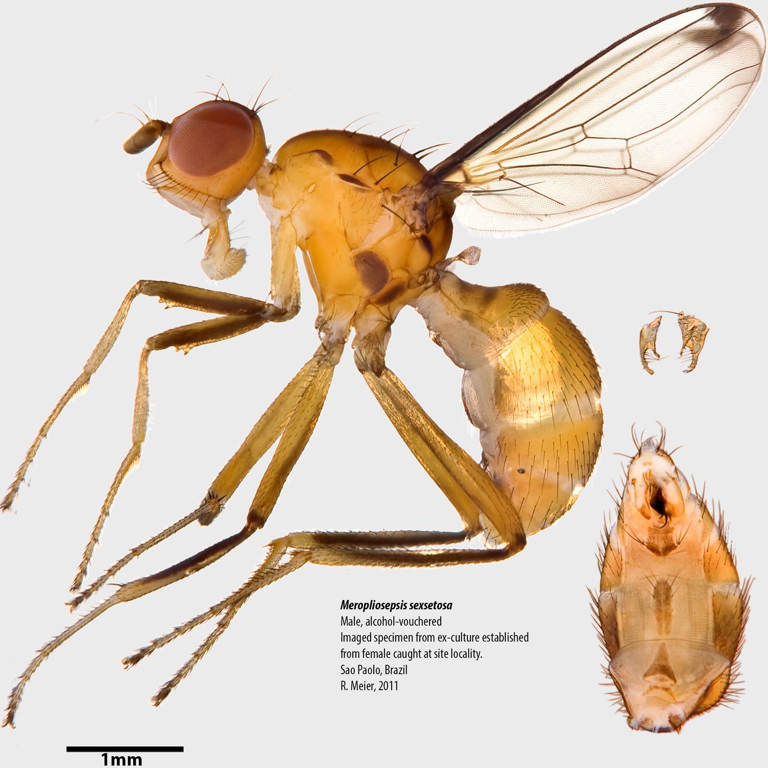 Specimen Photo Medium Resolution