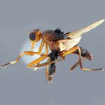 Sepsidae-000203-setigera