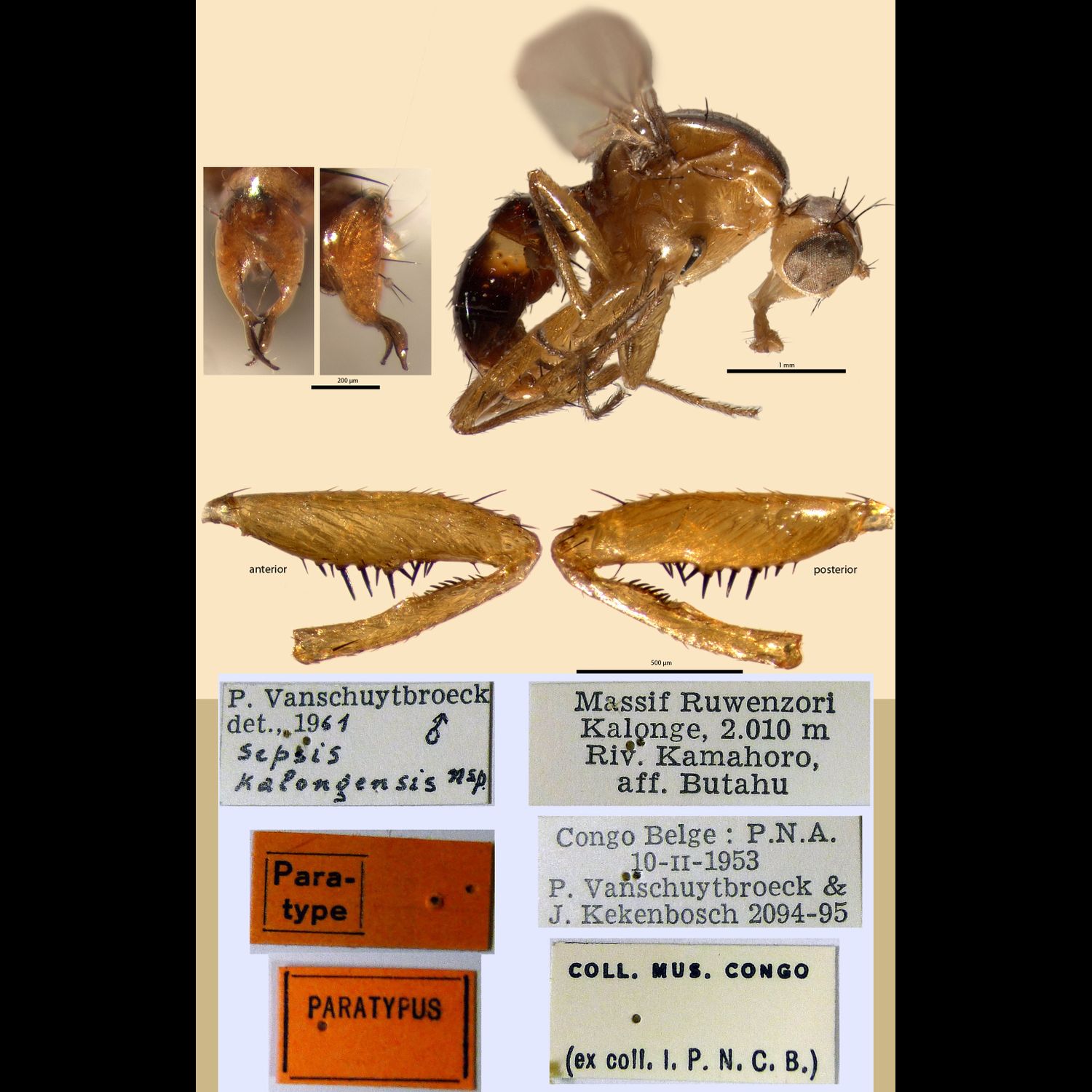 Specimen Photo Medium Resolution