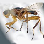 Sepsidae-000202-orientalis