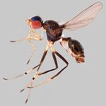 Sepsidae-000125-mitis