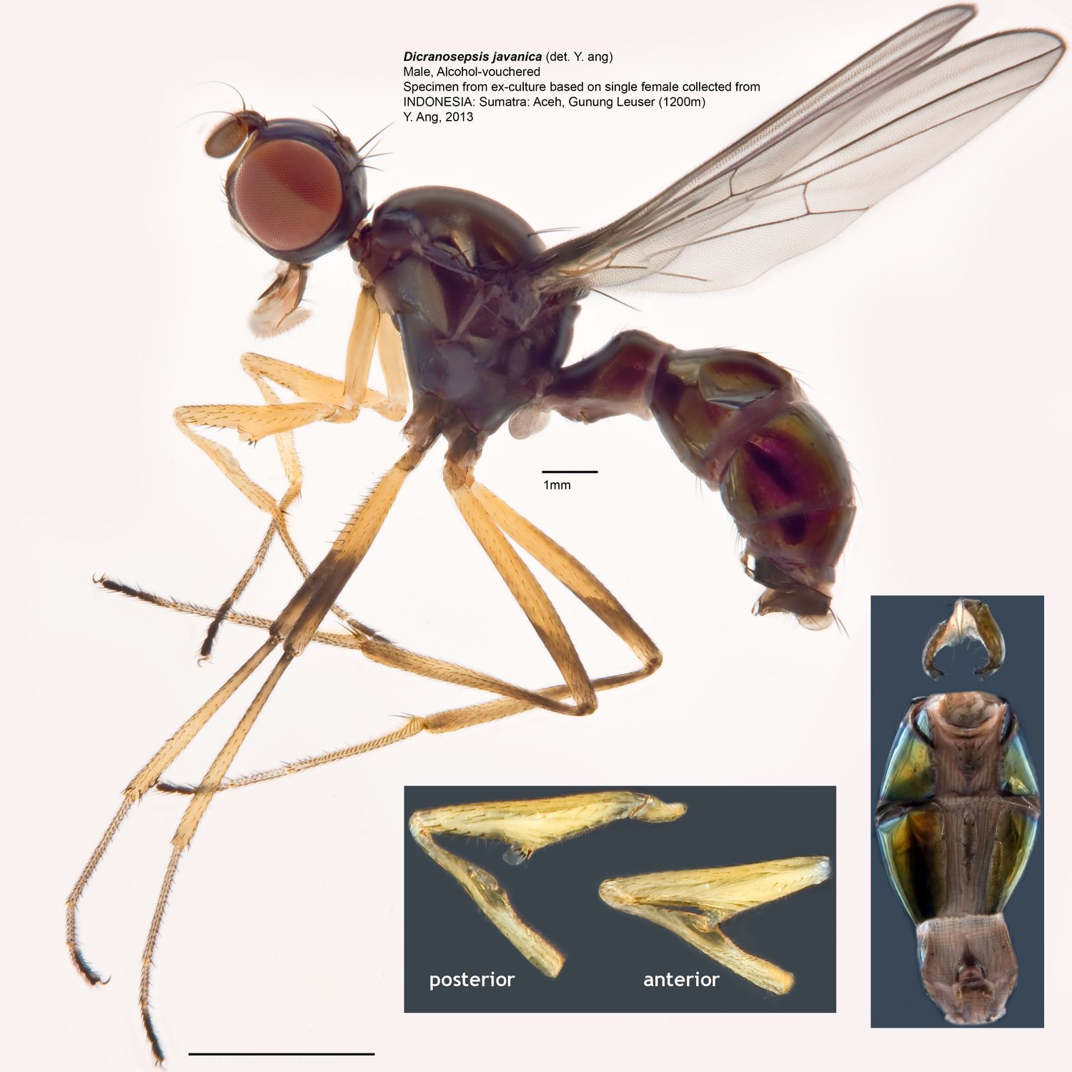 Specimen Photo Medium Resolution