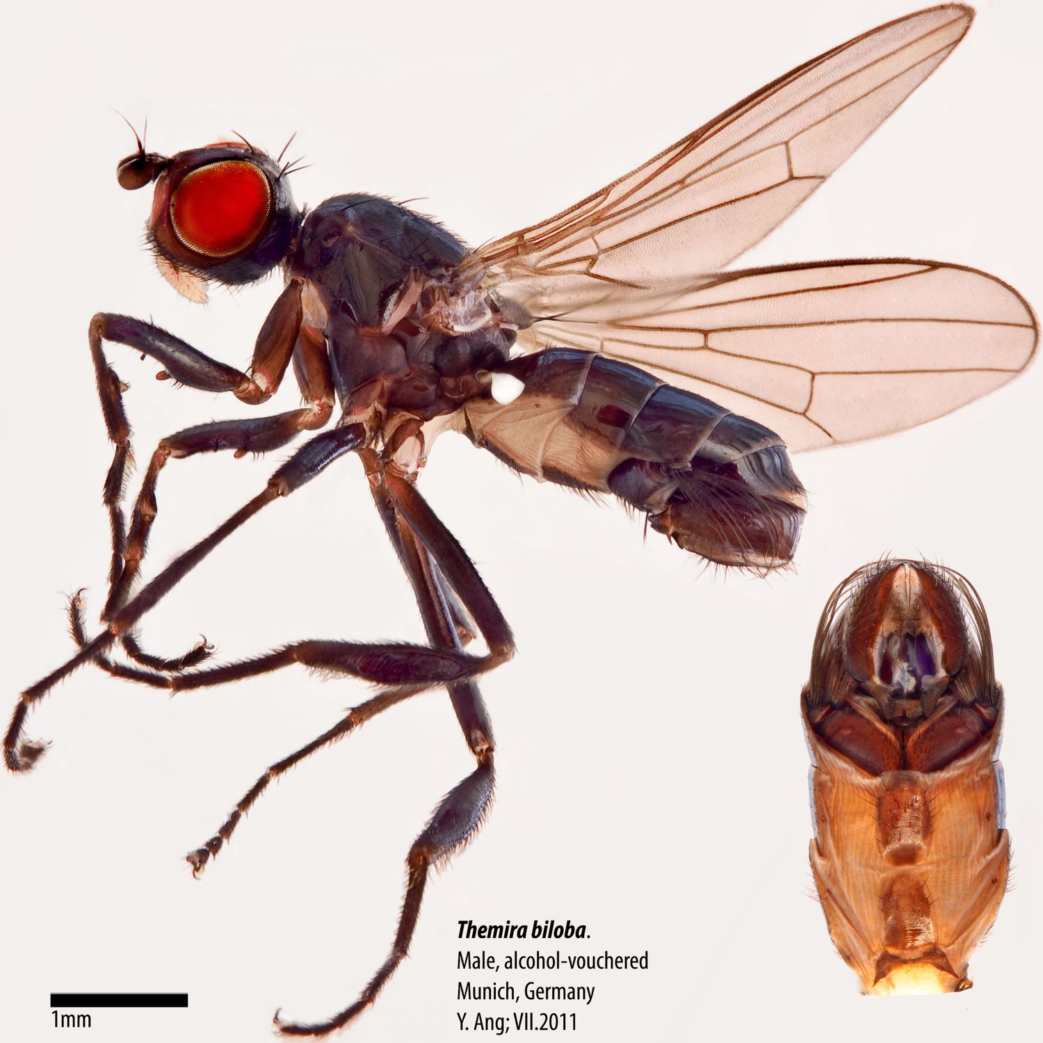 Specimen Photo Medium Resolution