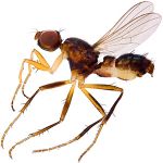 Sepsidae-000280-spura