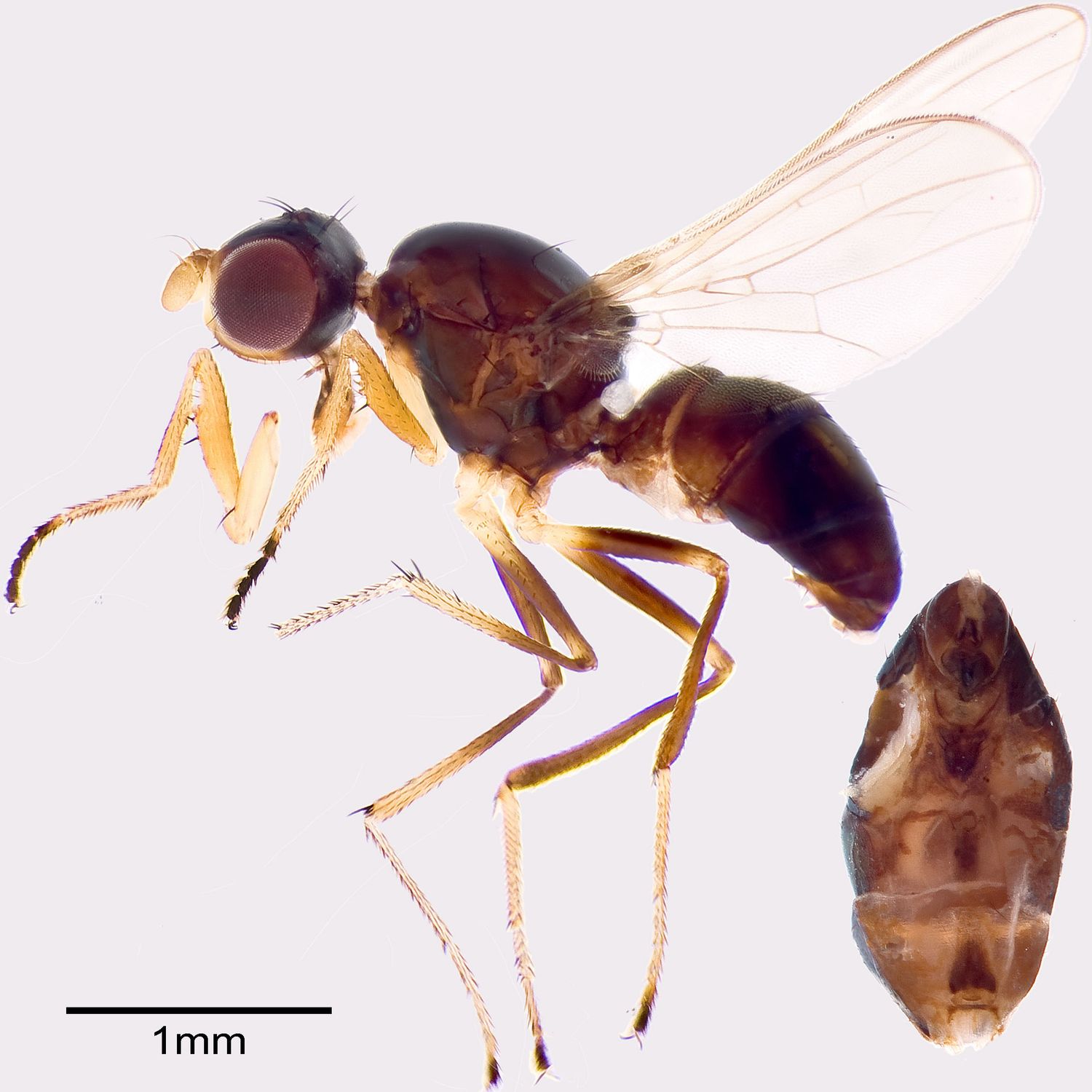 Specimen Photo Medium Resolution