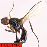 Sepsidae-000012-ealaensis