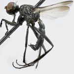 Sepsidae-000291-caucasica