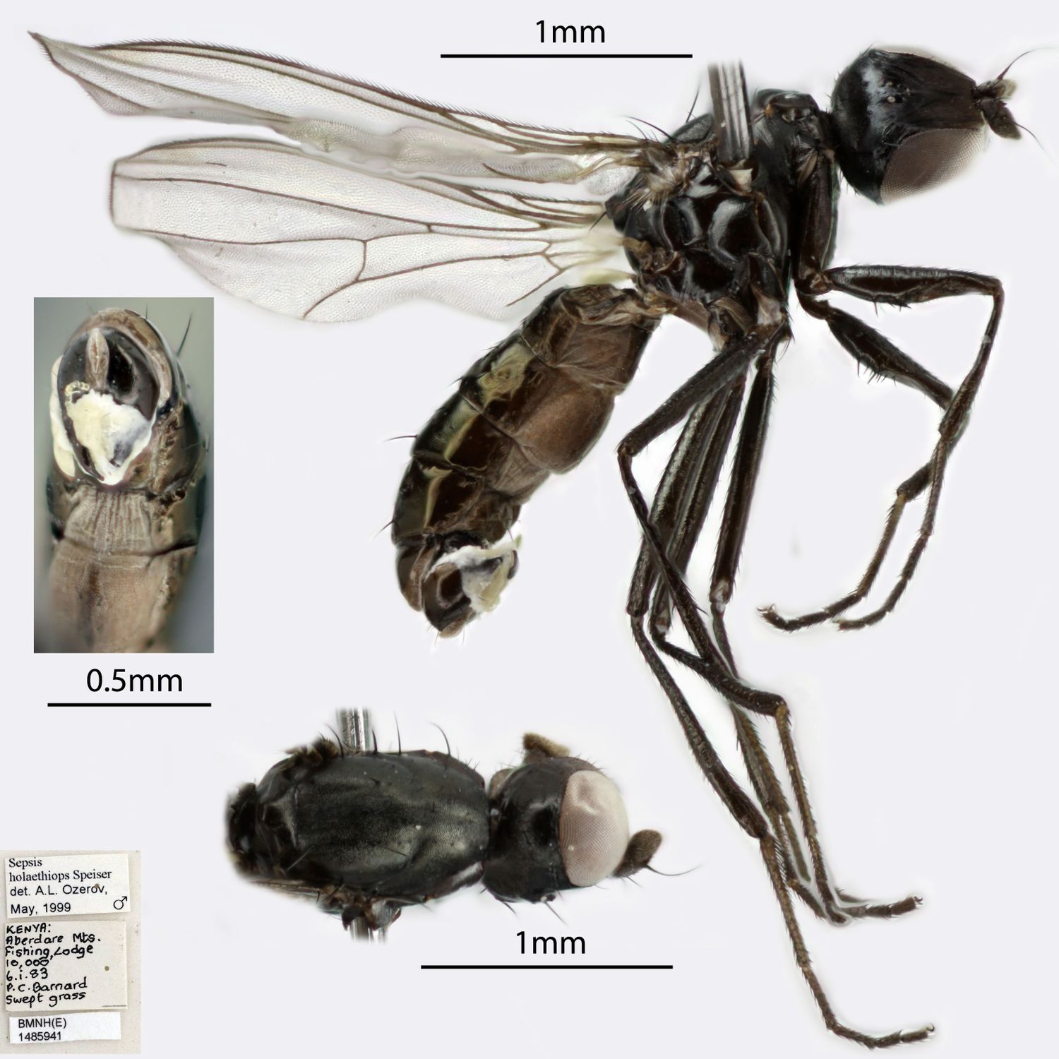 Specimen Photo Medium Resolution