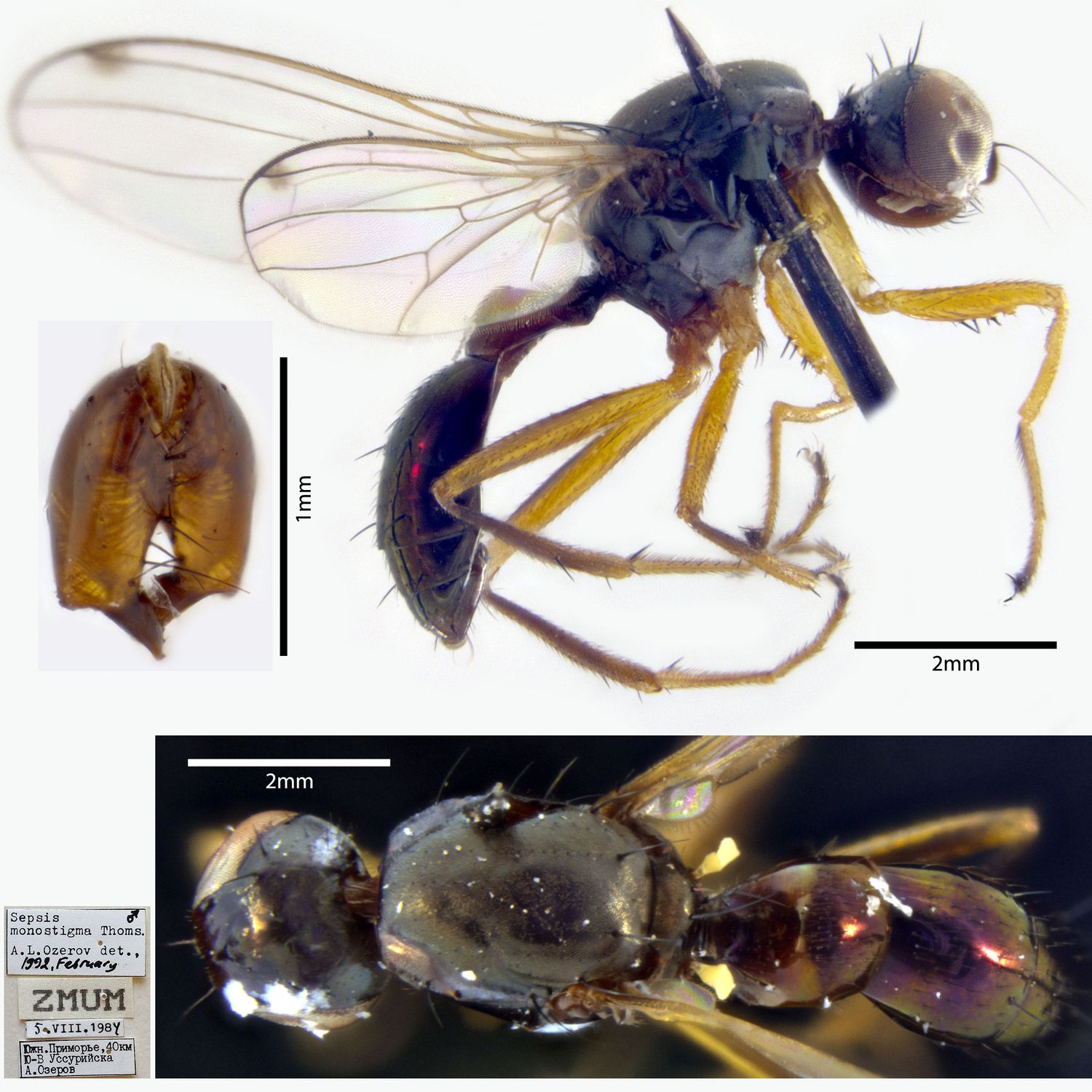 Specimen Photo Medium Resolution