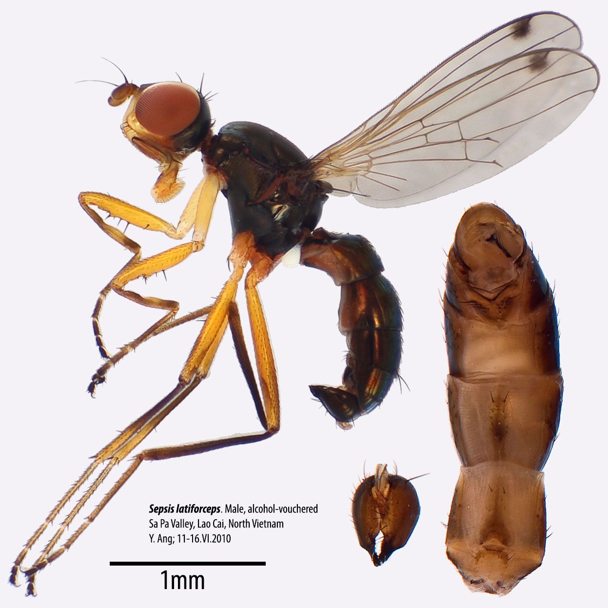 Specimen Photo Medium Resolution