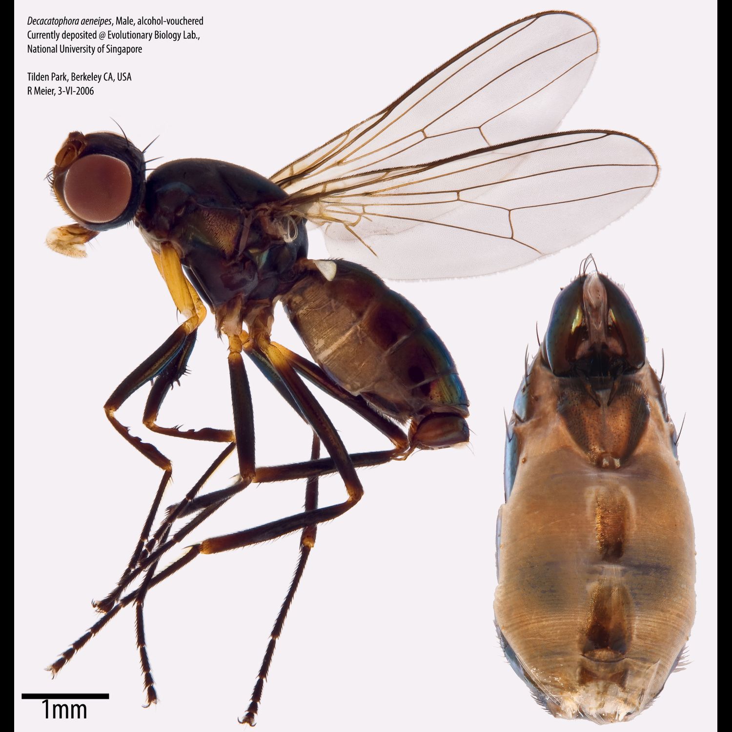 Specimen Photo Medium Resolution