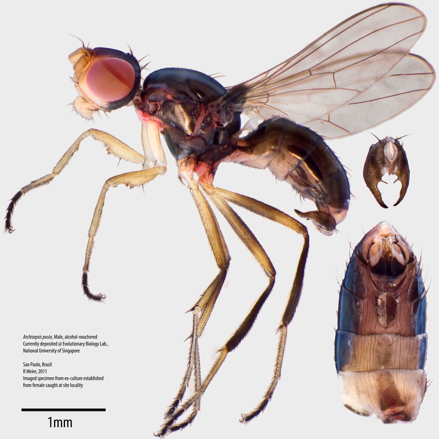 Specimen Photo Medium Resolution