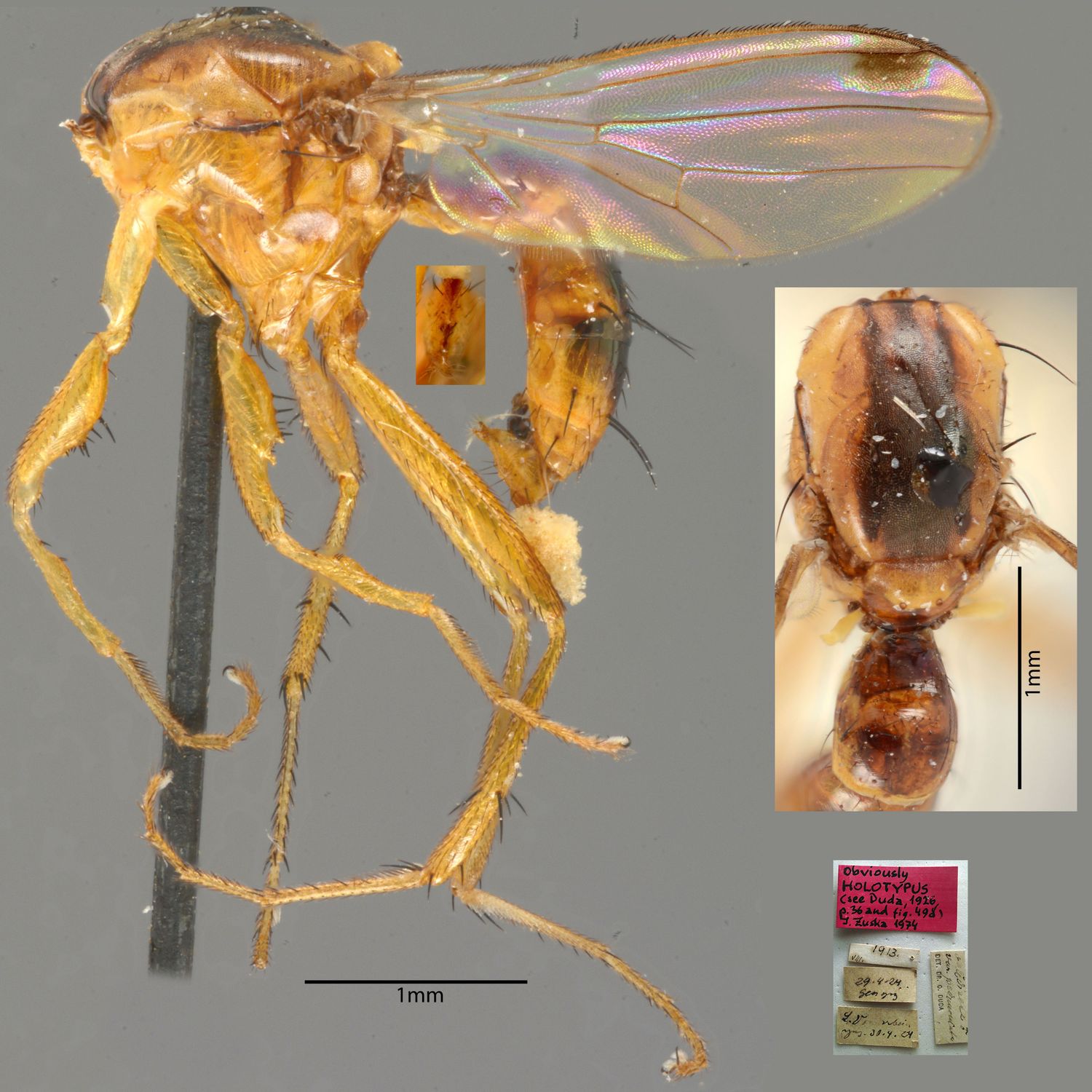 Specimen Photo Medium Resolution