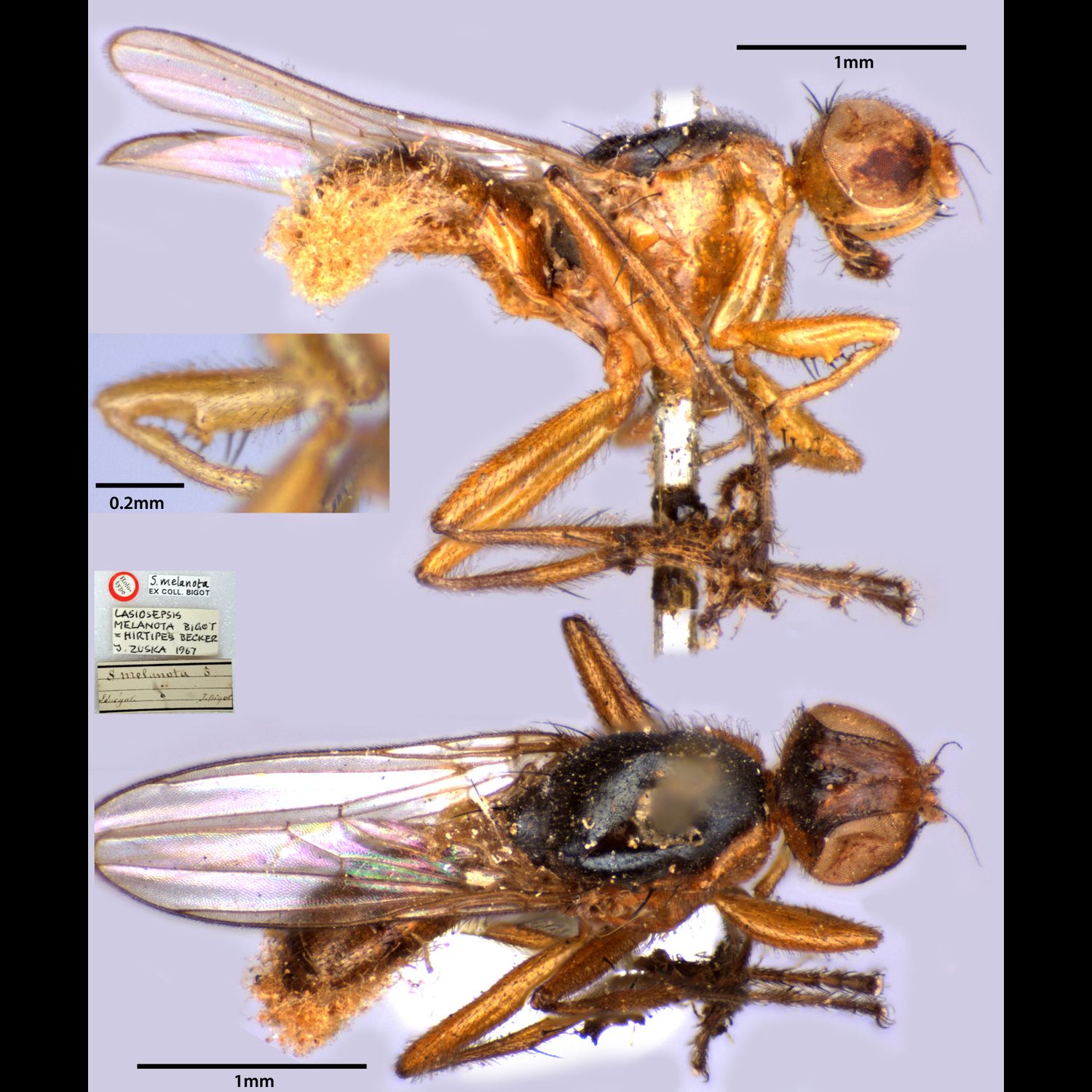 Specimen Photo Medium Resolution