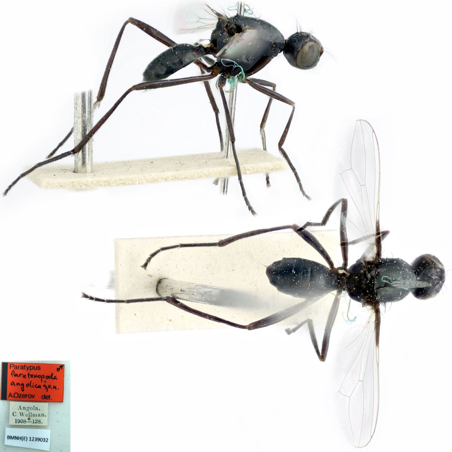 Specimen Photo Medium Resolution