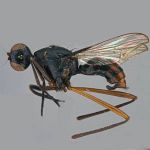 Sepsidae-000172-crassiforceps