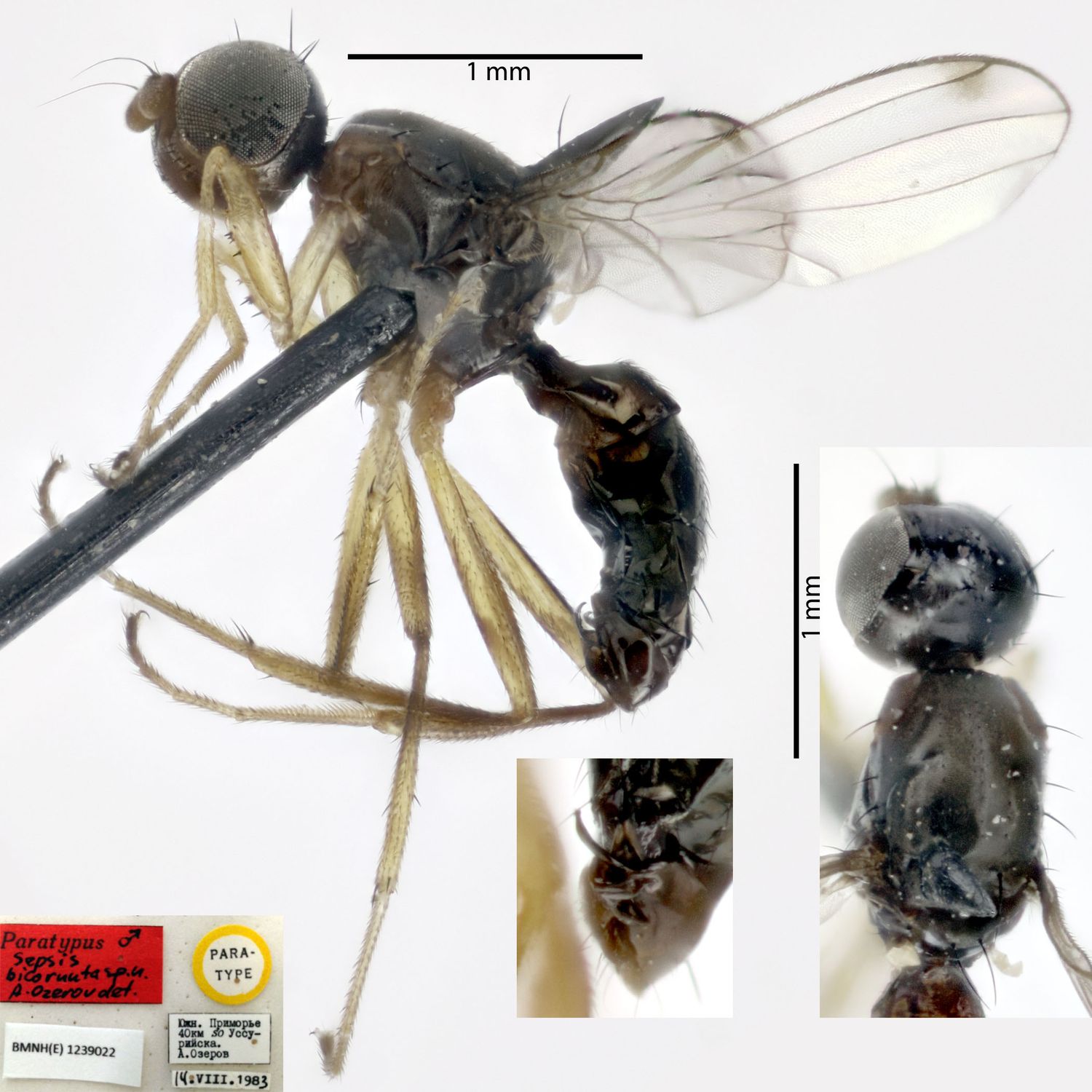 Specimen Photo Medium Resolution