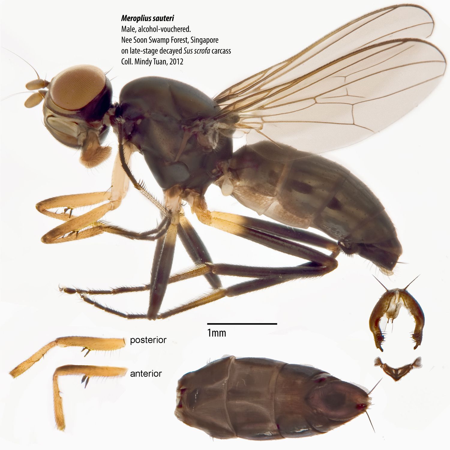 Specimen Photo Medium Resolution