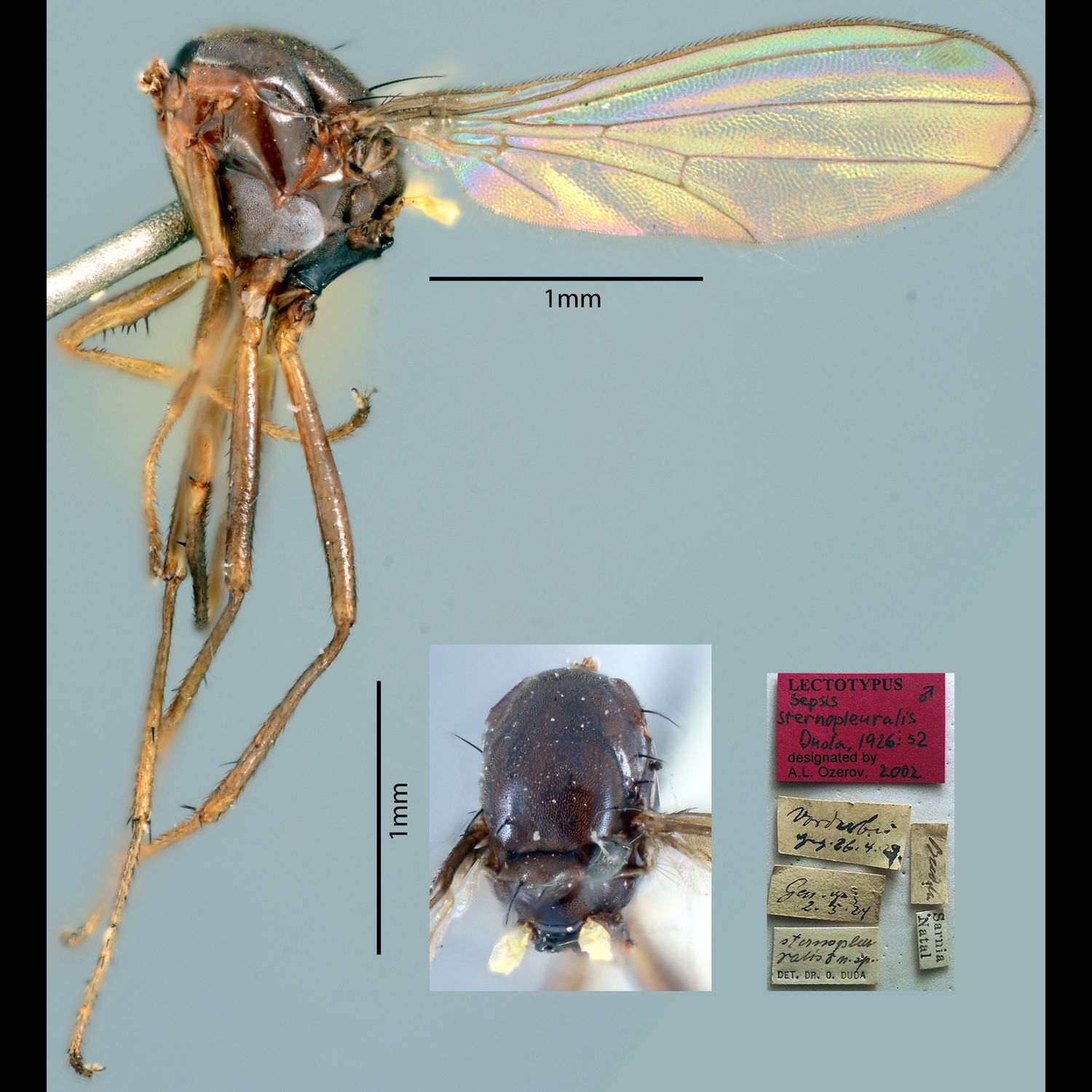 Specimen Photo Medium Resolution