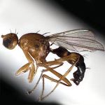 Sepsidae-000269-perisubrecta