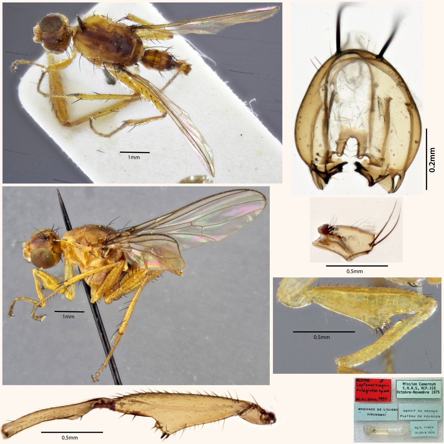 Specimen Photo Medium Resolution