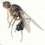 Sepsidae-000235-humeralis