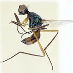 Sepsidae-000188-tricolor