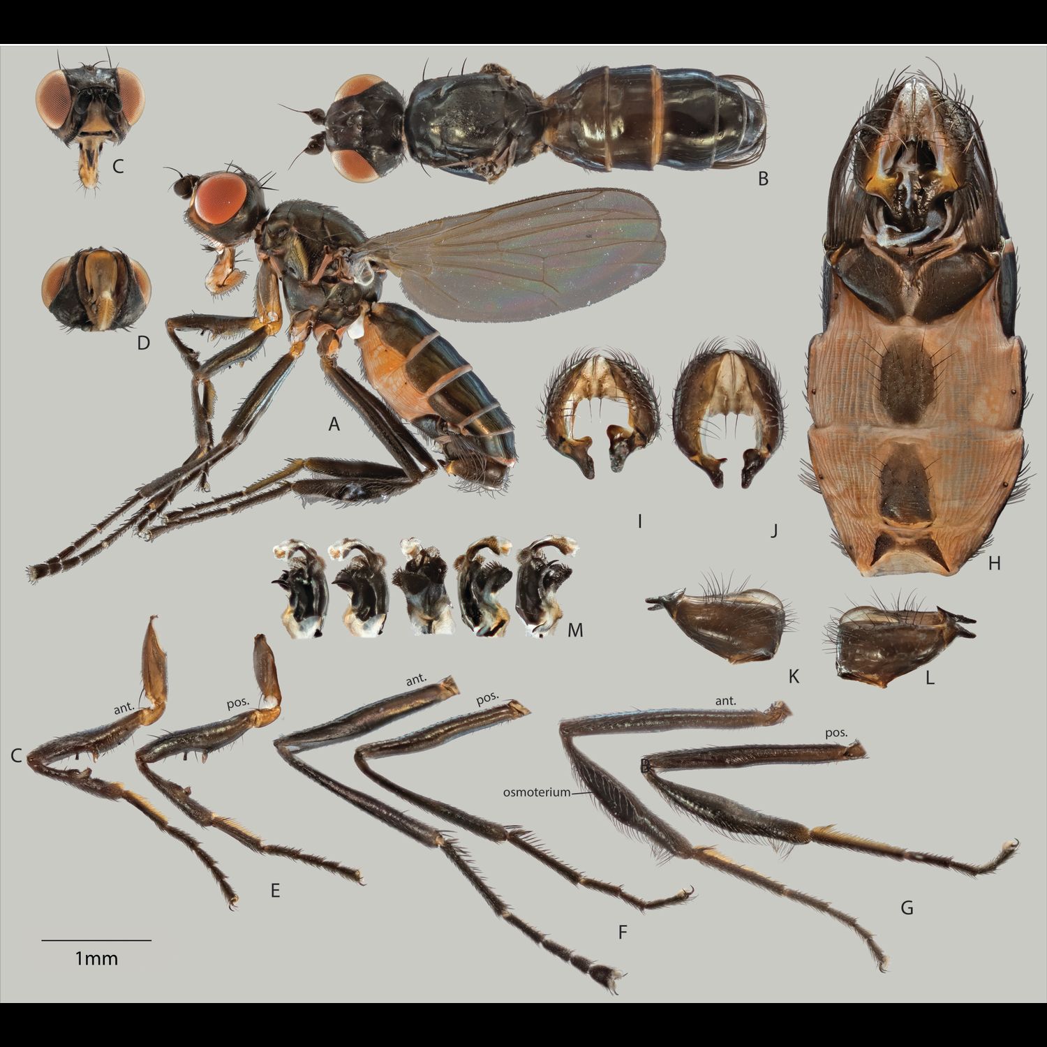 Specimen Photo Medium Resolution