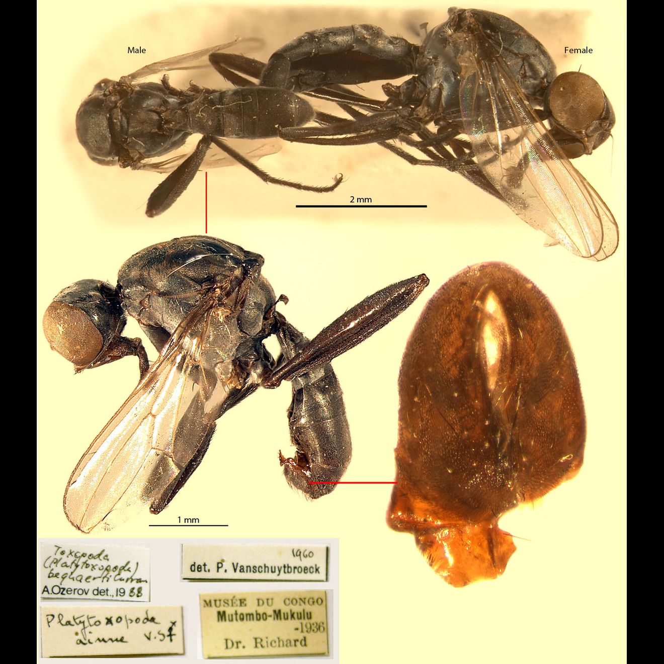 Specimen Photo Medium Resolution