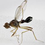 Sepsidae-000038-nodosa