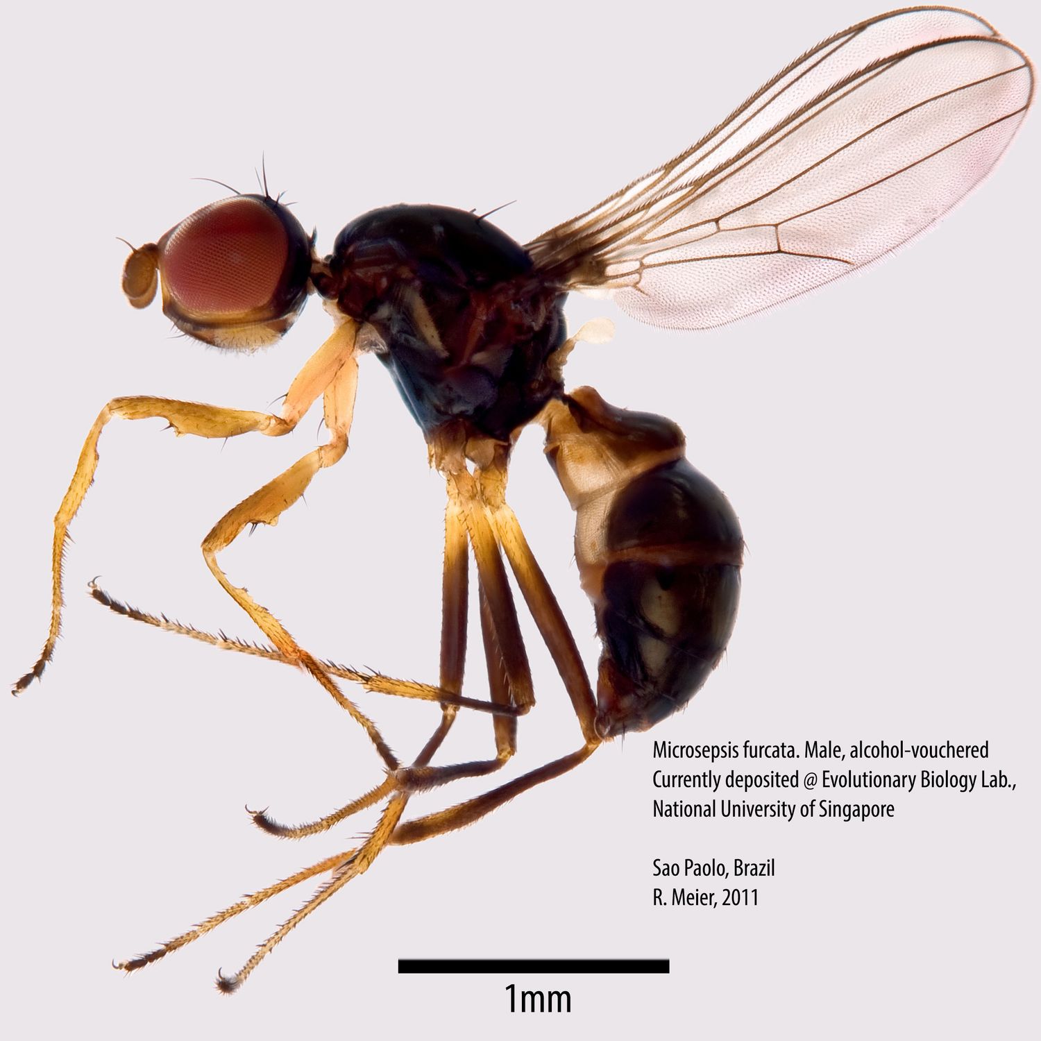 Specimen Photo Medium Resolution