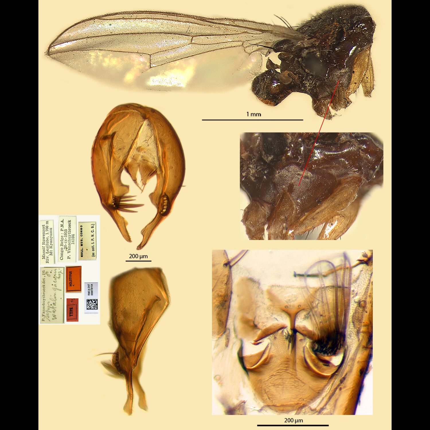 Specimen Photo Medium Resolution