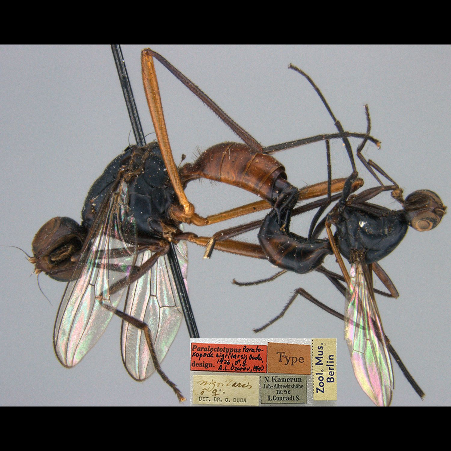 Specimen Photo Medium Resolution