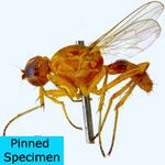 Sepsidae-000021-testacea