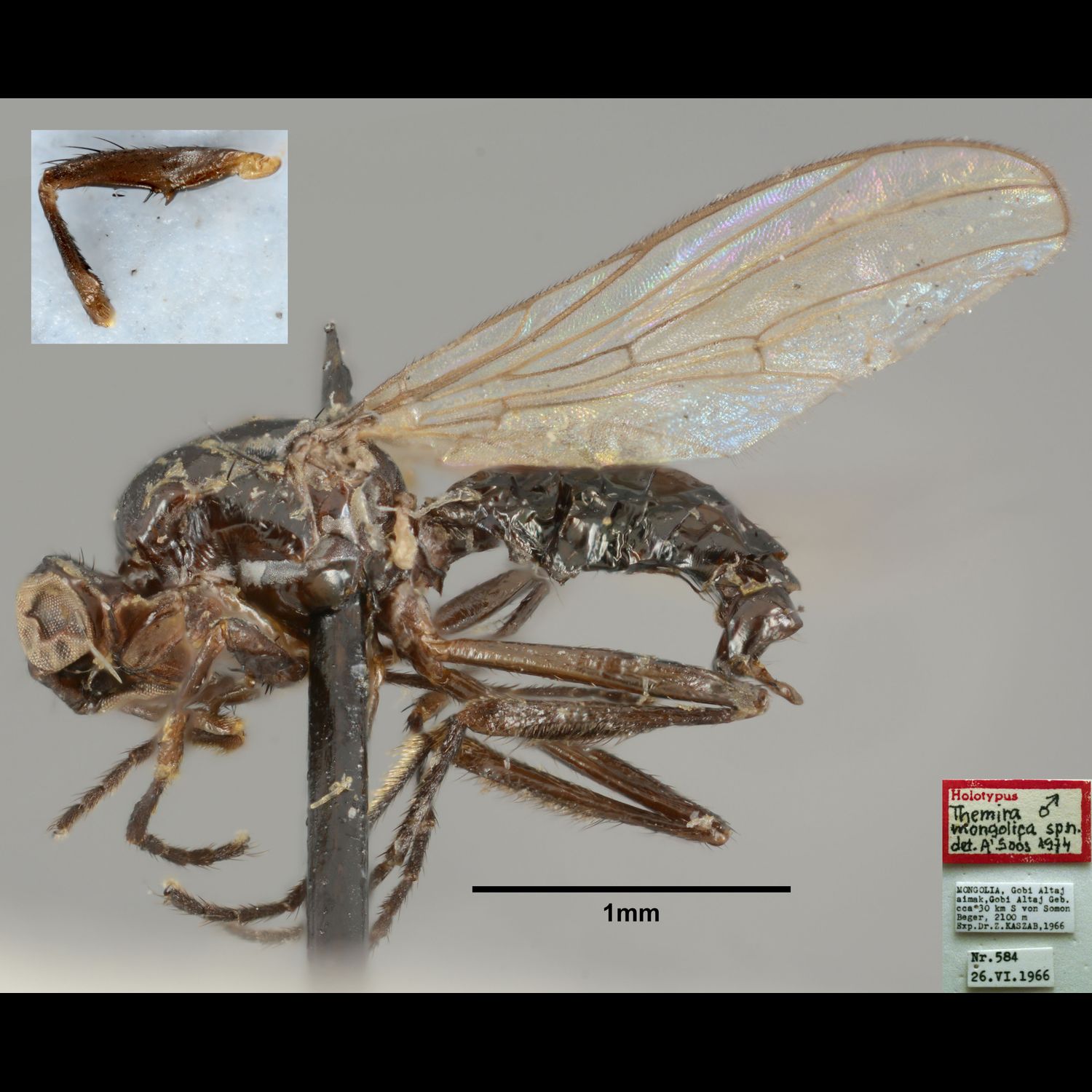 Specimen Photo Medium Resolution