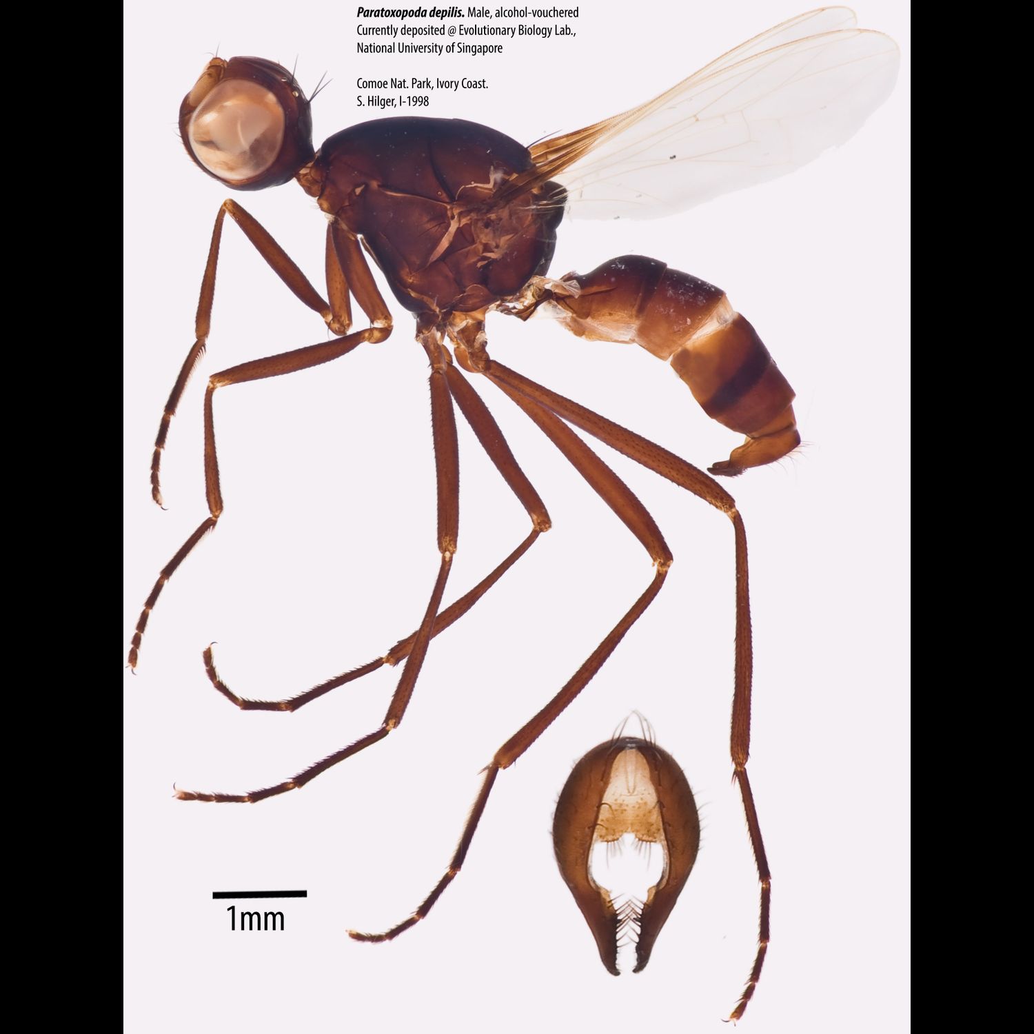 Specimen Photo Medium Resolution