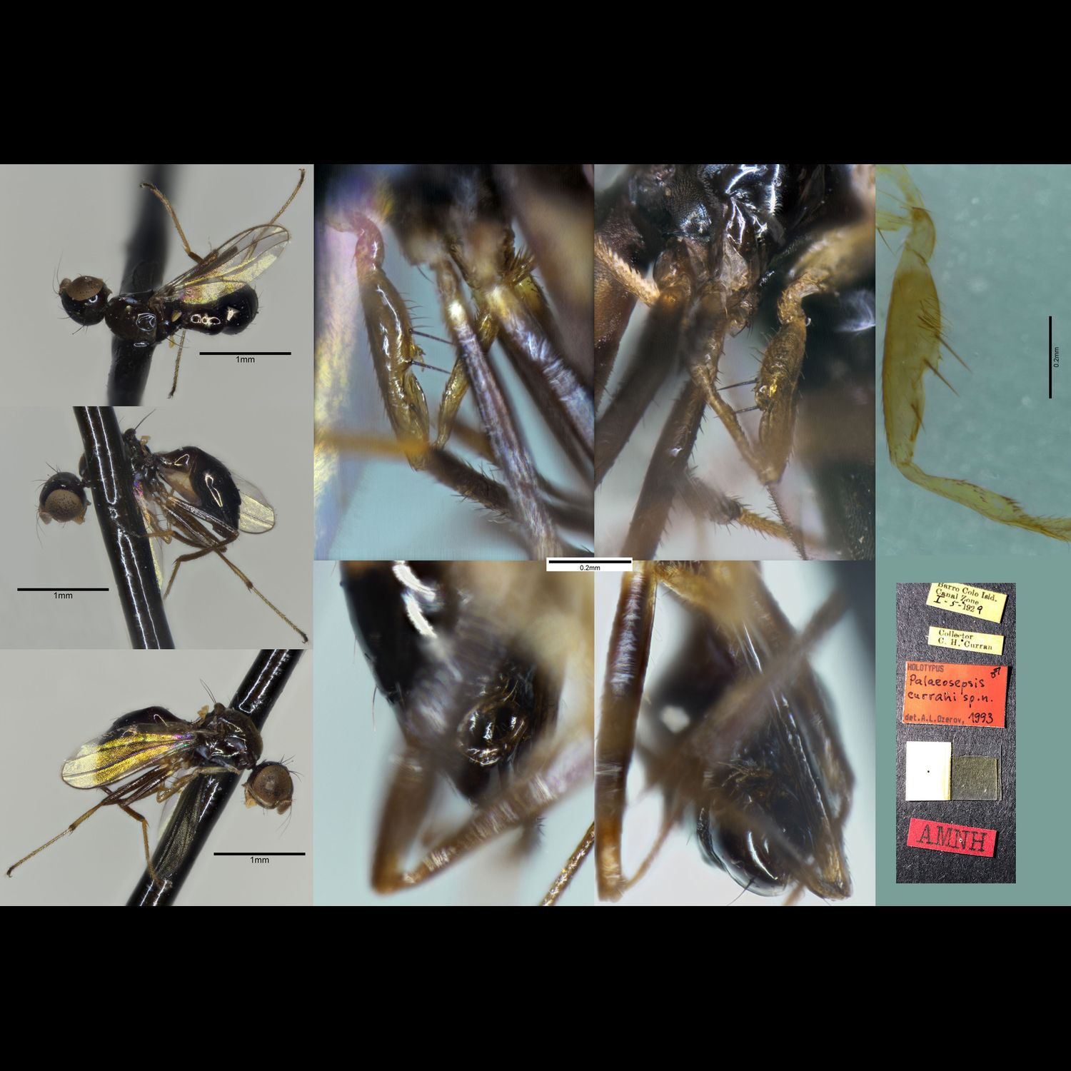 Specimen Photo Medium Resolution