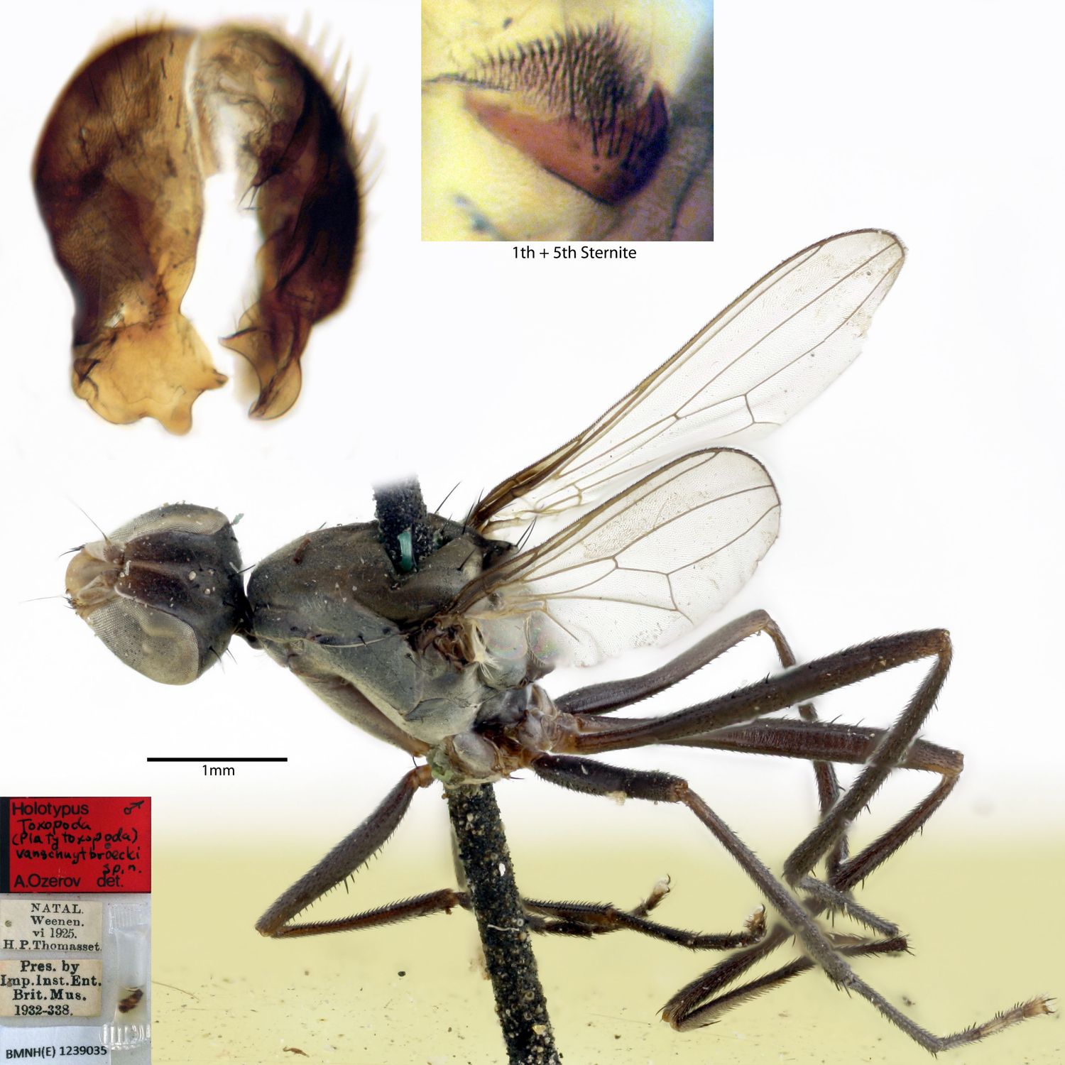 Specimen Photo Medium Resolution