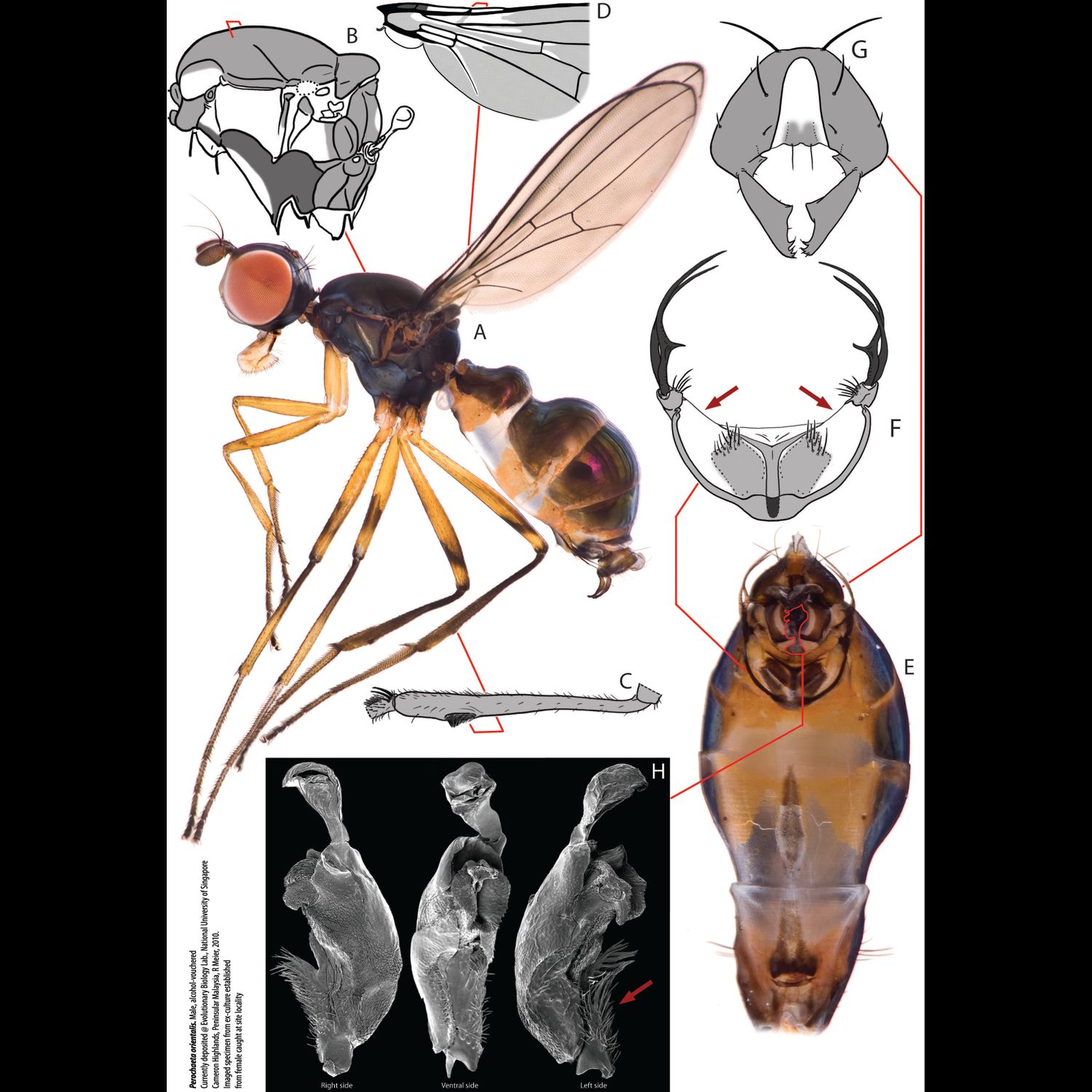 Specimen Photo Medium Resolution